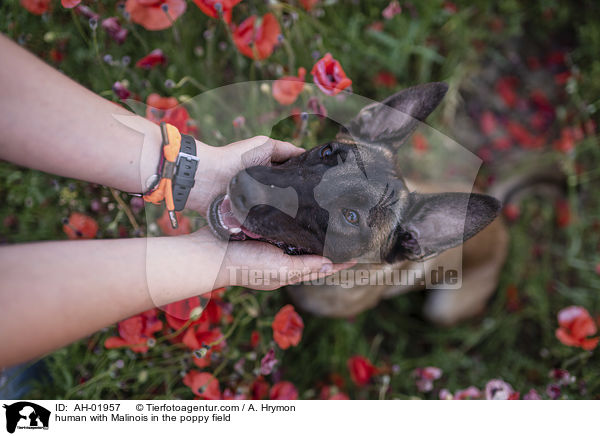 Mensch mit Malinois im Mohnfeld / human with Malinois in the poppy field / AH-01957