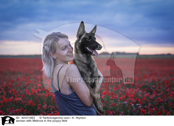 Frau mit Malinois im Mohnfeld / woman with Malinois in the poppy field / AH-01962