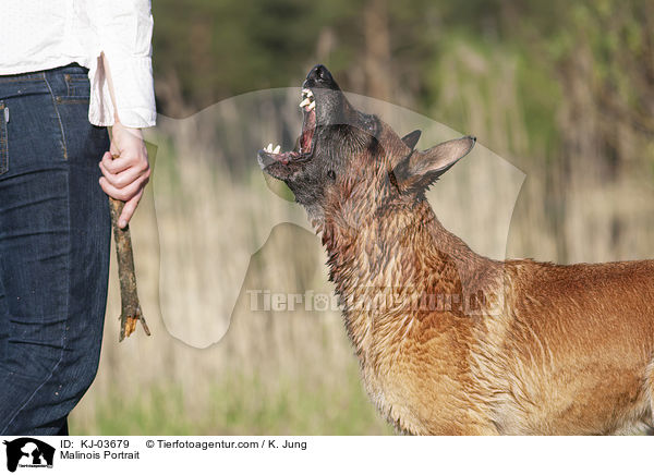 Malinois Portrait / Malinois Portrait / KJ-03679