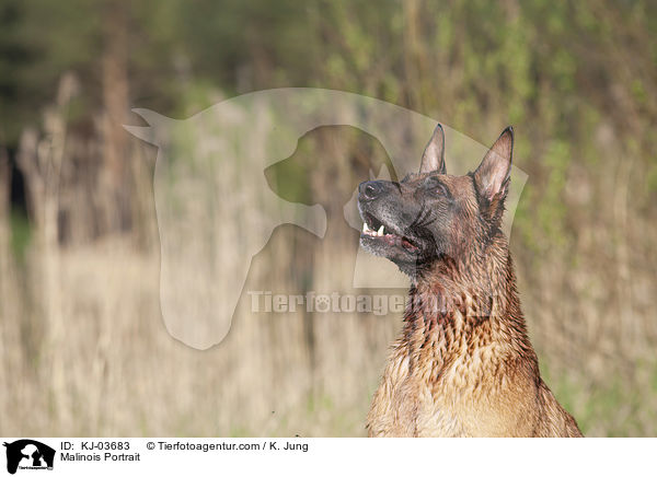 Malinois Portrait / Malinois Portrait / KJ-03683