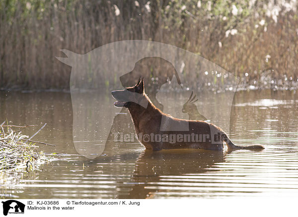 Malinois im Wasser / Malinois in the water / KJ-03686