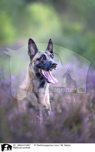 Malinois Portrait / Malinois portrait / MAH-01867