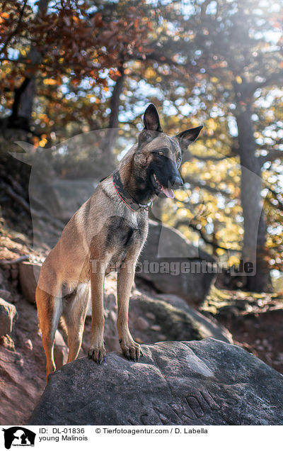 junger Malinois / young Malinois / DL-01836