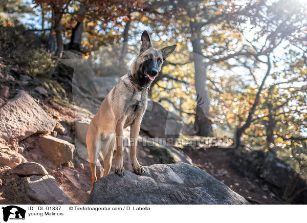 junger Malinois / young Malinois / DL-01837