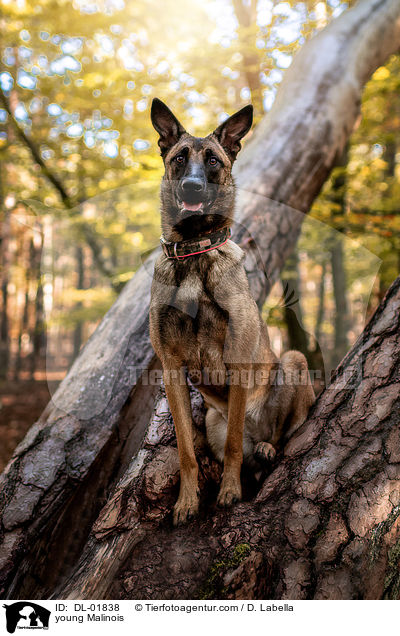 junger Malinois / young Malinois / DL-01838
