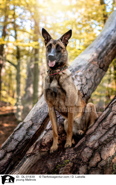 junger Malinois / young Malinois / DL-01839