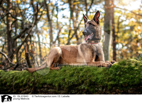 junger Malinois / young Malinois / DL-01843