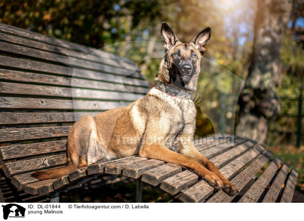 junger Malinois / young Malinois / DL-01844