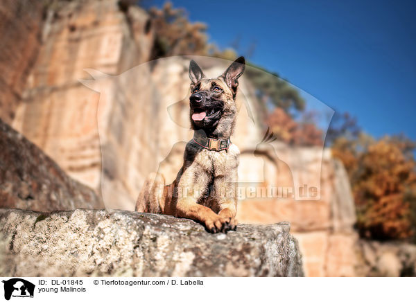 junger Malinois / young Malinois / DL-01845