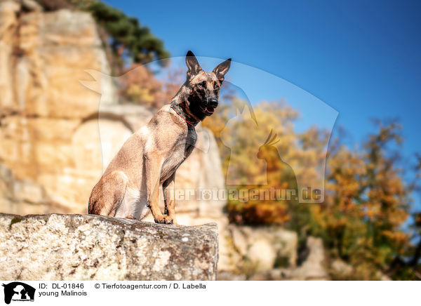 junger Malinois / young Malinois / DL-01846