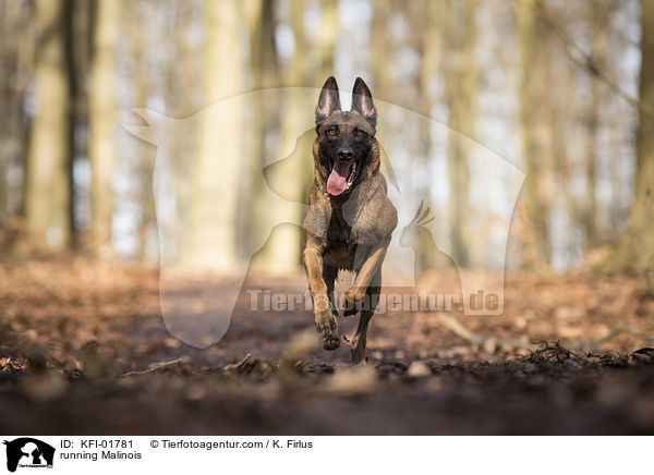 rennender Malinois / running Malinois / KFI-01781