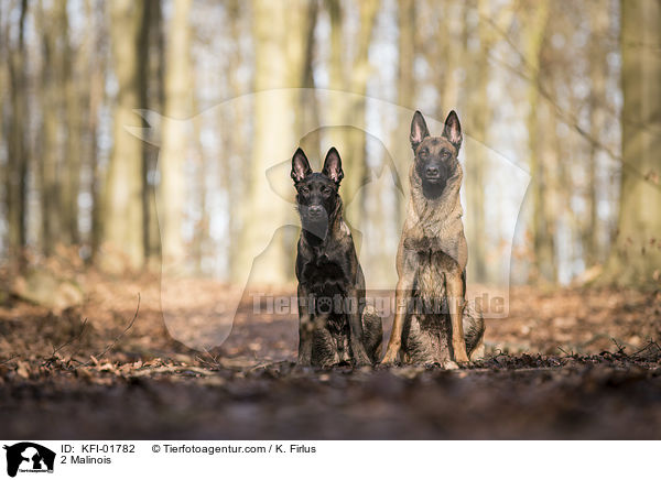 2 Malinois / 2 Malinois / KFI-01782