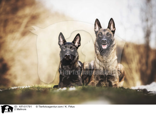 2 Malinois / 2 Malinois / KFI-01791