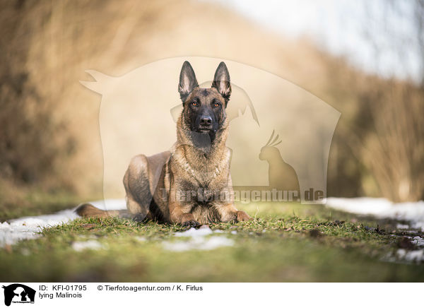 liegender Malinois / lying Malinois / KFI-01795