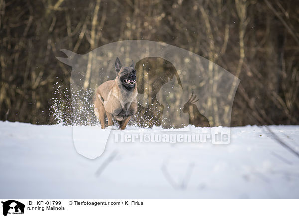 rennender Malinois / running Malinois / KFI-01799