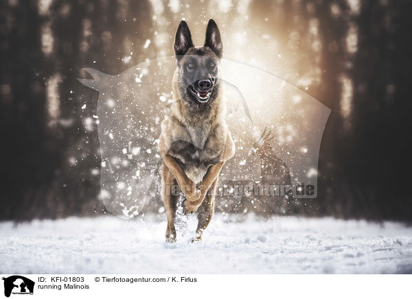 rennender Malinois / running Malinois / KFI-01803