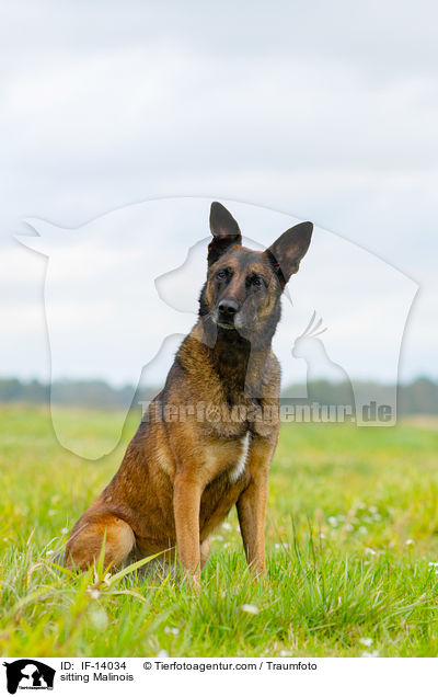 sitzender Malinois / sitting Malinois / IF-14034