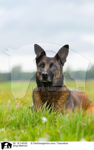 liegender Malinois / lying Malinois / IF-14035