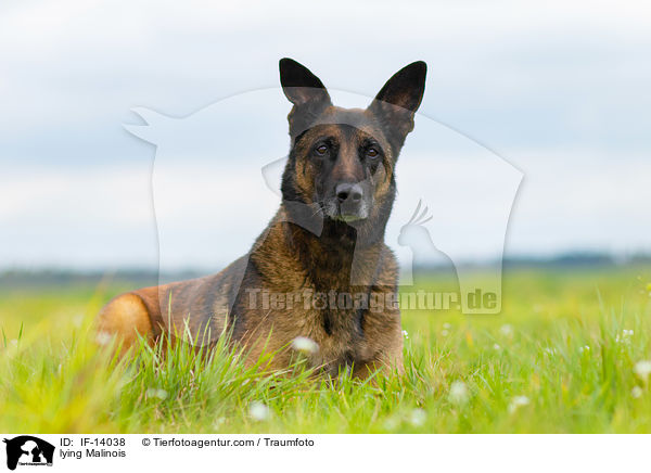 liegender Malinois / lying Malinois / IF-14038