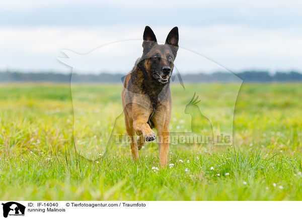 rennender Malinois / running Malinois / IF-14040