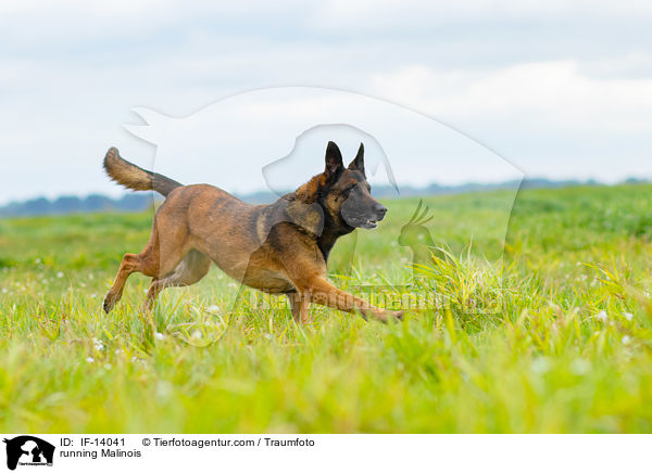 rennender Malinois / running Malinois / IF-14041