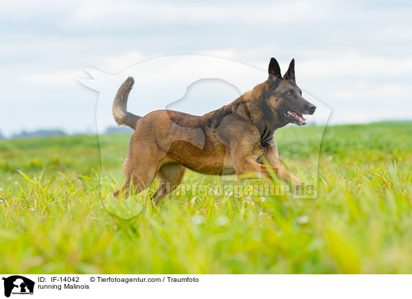 rennender Malinois / running Malinois / IF-14042