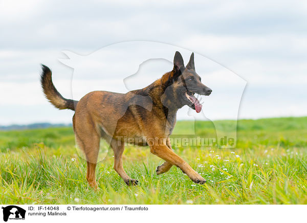 rennender Malinois / running Malinois / IF-14048