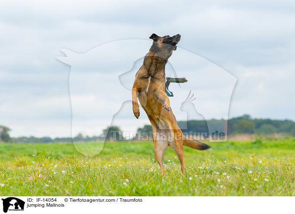 springender Malinois / jumping Malinois / IF-14054