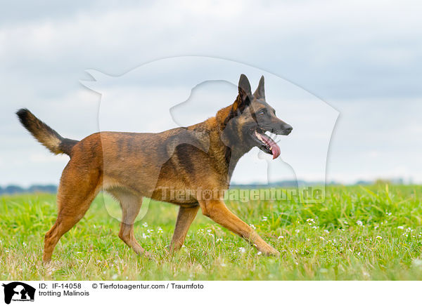 trabender Malinois / trotting Malinois / IF-14058