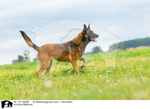 rennender Malinois / running Malinois / IF-14065