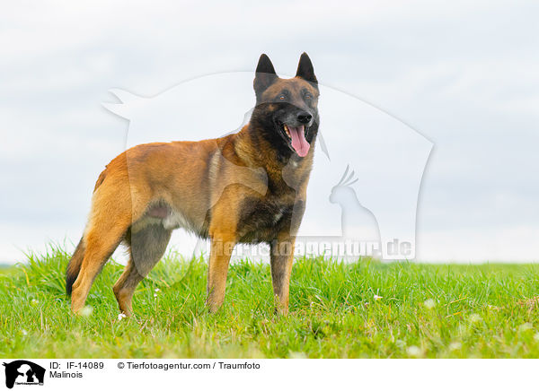 Malinois / Malinois / IF-14089