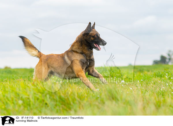 rennender Malinois / running Malinois / IF-14110