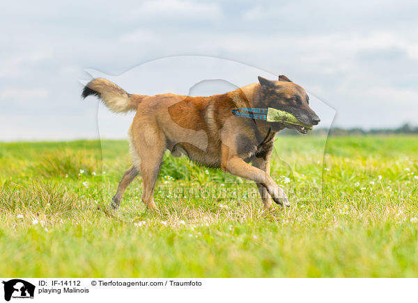 spielender Malinois / playing Malinois / IF-14112