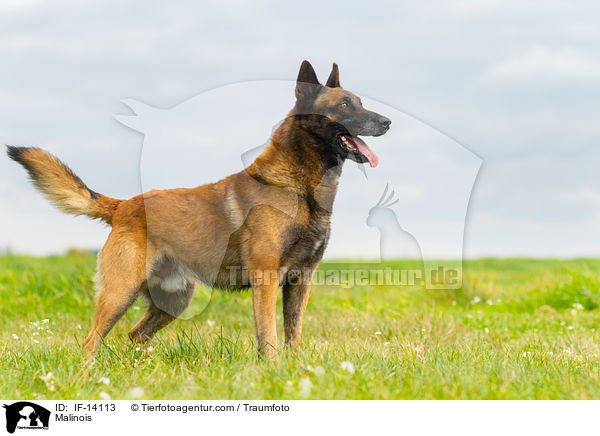 Malinois / Malinois / IF-14113