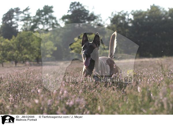 Malinois Portrait / Malinois Portrait / JM-02686