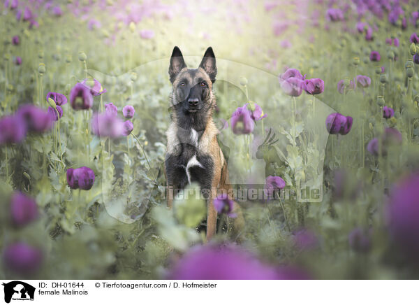 Malinois Hndin / female Malinois / DH-01644