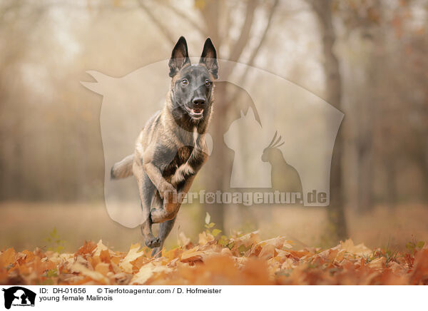 junge Malinois Hndin / young female Malinois / DH-01656