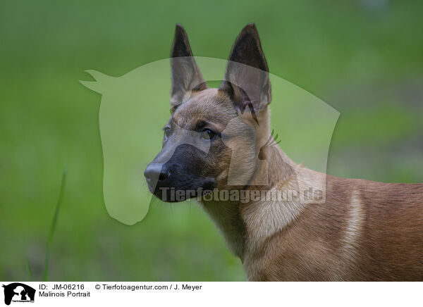 junger Malinois / Malinois Portrait / JM-06216