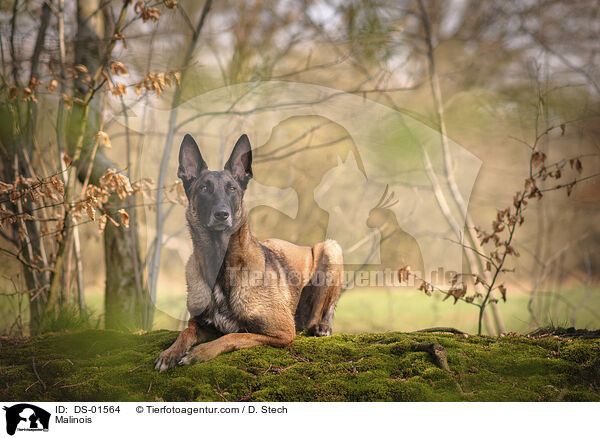 Malinois / Malinois / DS-01564