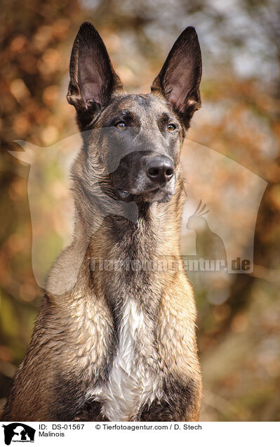 Malinois / Malinois / DS-01567