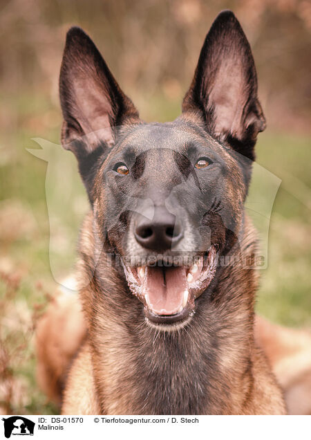 Malinois / Malinois / DS-01570