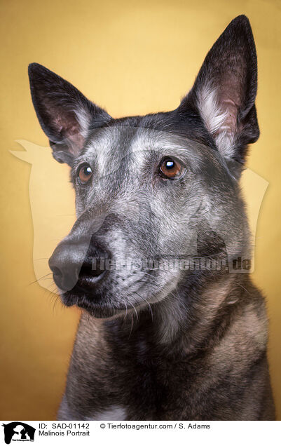 Malinois Portrait / Malinois Portrait / SAD-01142