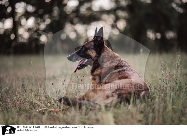 erwachsener Malinois / adult Malinois / SAD-01149