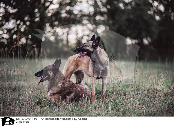 2 Malinois / 2 Malinois / SAD-01150