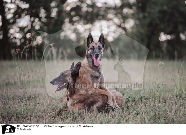 2 Malinois / 2 Malinois / SAD-01151