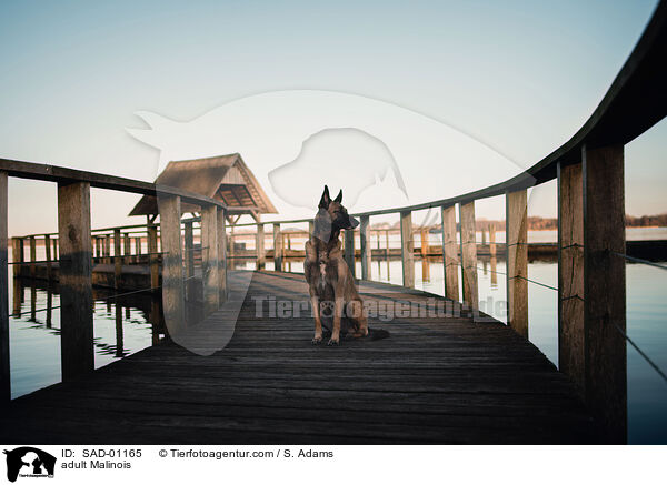 erwachsener Malinois / adult Malinois / SAD-01165