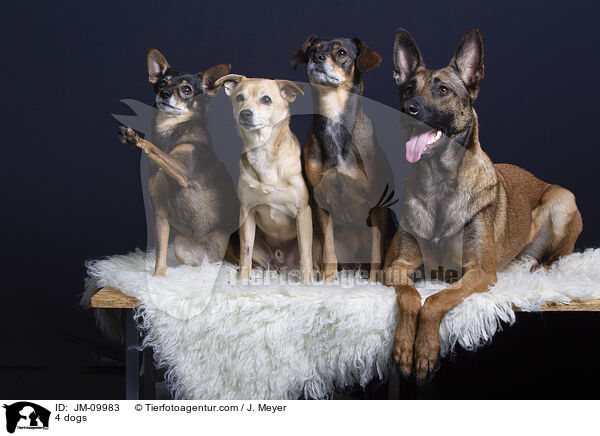 4 Hunde / 4 dogs / JM-09983