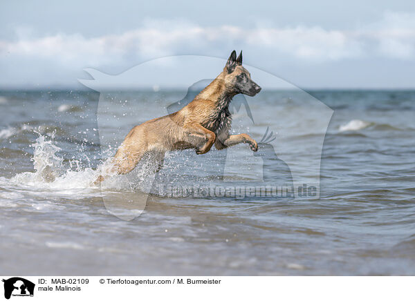 Malinois Rde / male Malinois / MAB-02109