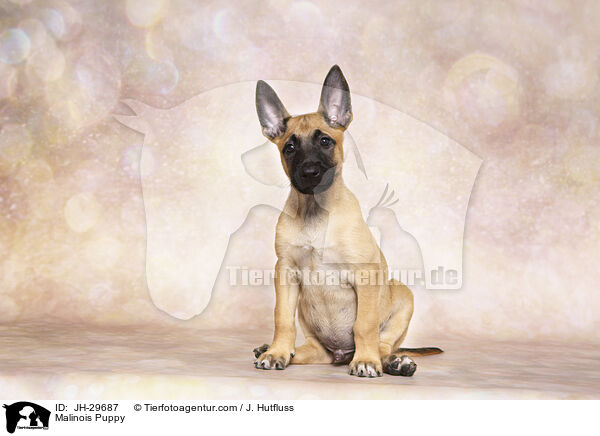 Malinois Welpe / Malinois Puppy / JH-29687