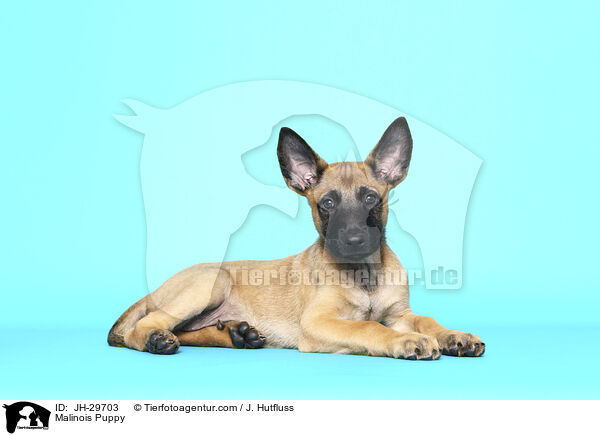 Malinois Welpe / Malinois Puppy / JH-29703